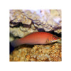 Indonesia LIVE STOCK Wrasse Scarlet Pin Stripe Wrasse - (Pseudocheilinus Evanidus)