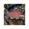 Indonesia LIVE STOCK Wrasse Scarlet Pin Stripe Wrasse - (Pseudocheilinus Evanidus)