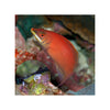 Indonesia LIVE STOCK Scarlet Pin Stripe Wrasse - (Pseudocheilinus Evanidus)