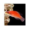 Indonesia LIVE STOCK Scarlet Pin Stripe Wrasse - (Pseudocheilinus Evanidus)