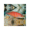 Indonesia LIVE STOCK Scarlet Pin Stripe Wrasse - (Pseudocheilinus Evanidus)