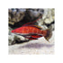 Indonesia LIVE STOCK wrasse Ruby Longfin Fairy Wrasse - (Cirrhilabrus rubriventralis)