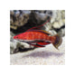 Ruby Longfin Fairy Wrasse - (Cirrhilabrus rubriventralis)