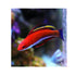 files/indonesia-live-stock-wrasse-ruby-longfin-fairy-wrasse-cirrhilabrus-rubriventralis-40678282559718.jpg