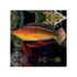 files/indonesia-live-stock-wrasse-ruby-longfin-fairy-wrasse-cirrhilabrus-rubriventralis-40678282658022.jpg