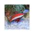 files/indonesia-live-stock-wrasse-ruby-longfin-fairy-wrasse-cirrhilabrus-rubriventralis-40678282756326.jpg