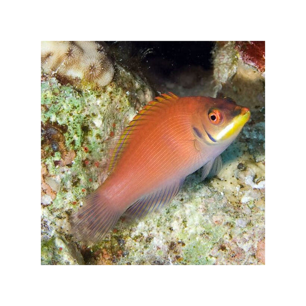 Indonesia LIVE STOCK Wrasse Scarlet Pin Stripe Wrasse - (Pseudocheilinus Evanidus)