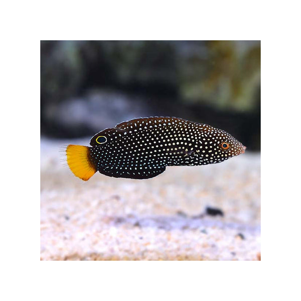 Indonesia LIVE STOCK Wrasse Yellowtail Wrasse - (Anampses meleagrides) EXPERT ONLY