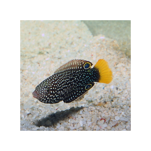 Indonesia LIVE STOCK Wrasse Yellowtail Wrasse - (Anampses meleagrides) EXPERT ONLY