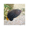 Indonesia LIVE STOCK Wrasse Yellowtail Wrasse - (Anampses meleagrides) EXPERT ONLY