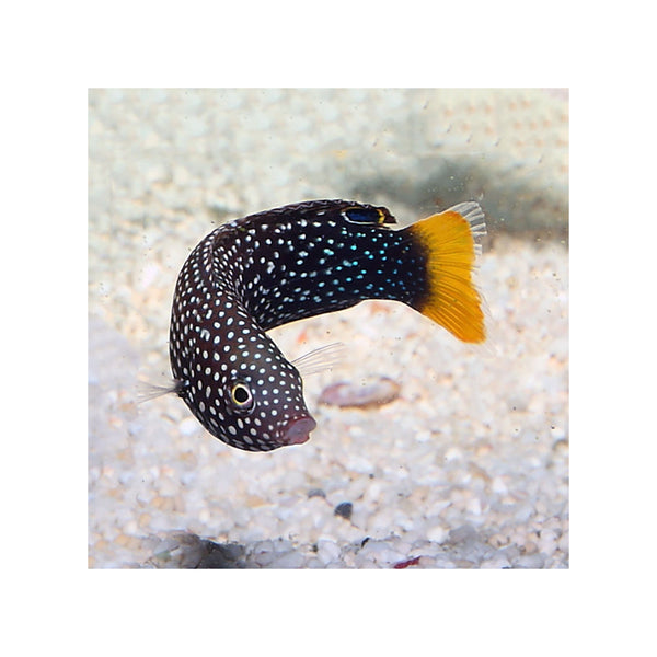 Indonesia LIVE STOCK Wrasse Yellowtail Wrasse - (Anampses meleagrides) EXPERT ONLY