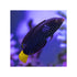 files/indonesia-live-stock-wrasse-yellowtail-wrasse-anampses-meleagrides-expert-only-40679365542118.jpg