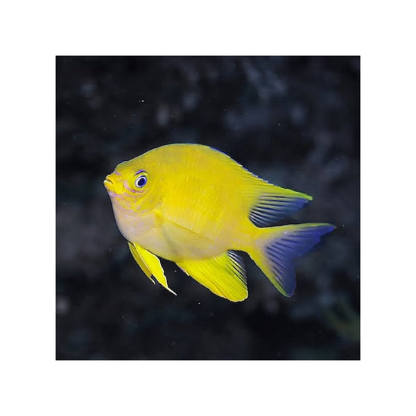 Indonesia LIVE STOCK Yellow Damselfish - (Amblyglyphidodon aureus)