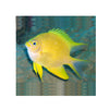 Indonesia LIVE STOCK Yellow Damselfish - (Amblyglyphidodon aureus)