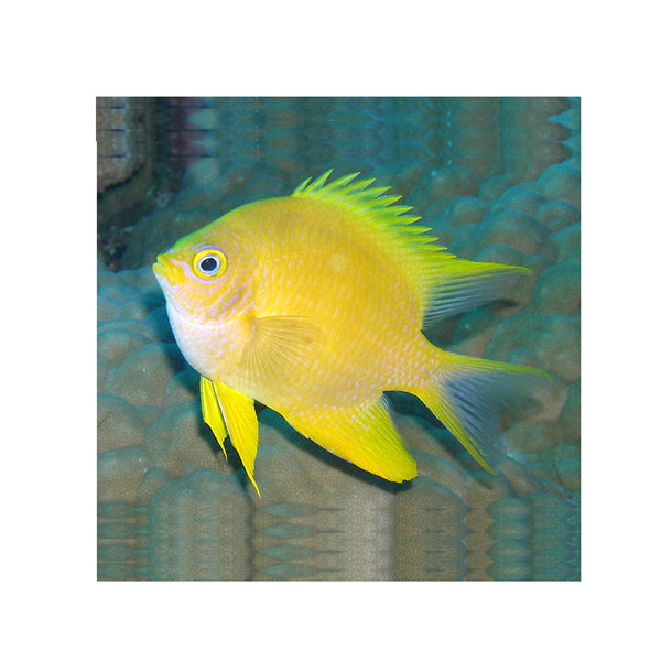 Indonesia LIVE STOCK Yellow Damselfish - (Amblyglyphidodon aureus)