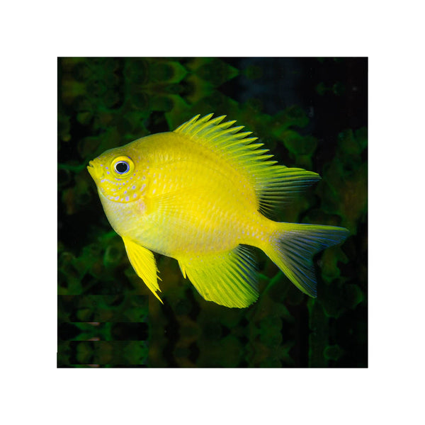 Indonesia LIVE STOCK Yellow Damselfish - (Amblyglyphidodon aureus)