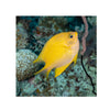 Indonesia LIVE STOCK Yellow Damselfish - (Amblyglyphidodon aureus)