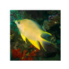 Indonesia LIVE STOCK Yellow Damselfish - (Amblyglyphidodon aureus)