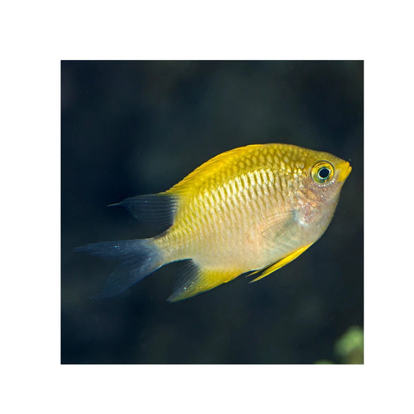 Indonesia LIVE STOCK Yellow Damselfish - (Amblyglyphidodon aureus)