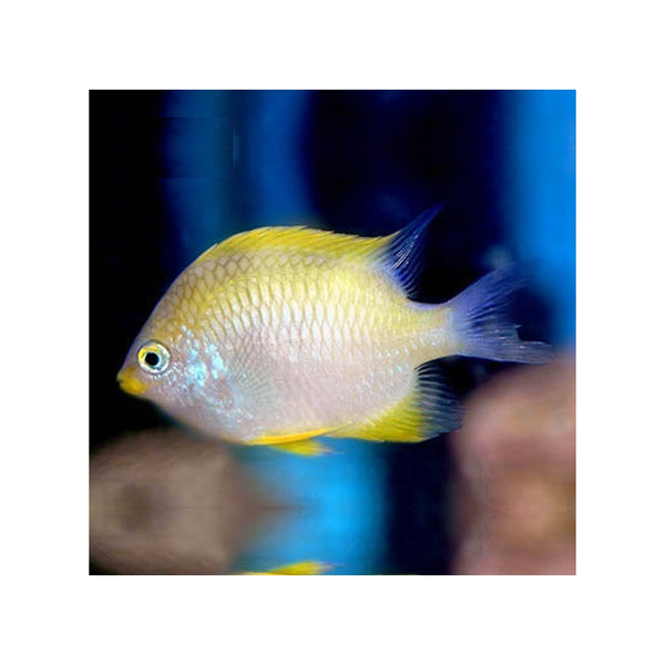 Indonesia LIVE STOCK Yellow Damselfish - (Amblyglyphidodon aureus)