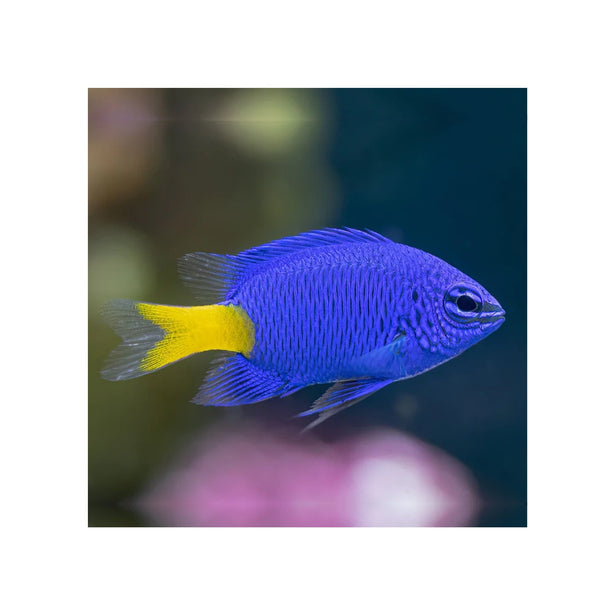 Indonesia LIVE STOCK Yellowtail Damselfish - (Chrysiptera parasema)