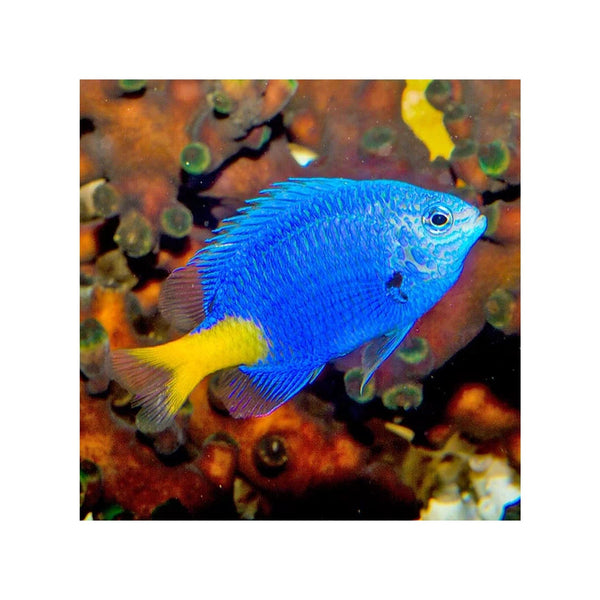 Indonesia LIVE STOCK Yellowtail Damselfish - (Chrysiptera parasema)