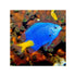 files/indonesia-live-stock-yellowtail-damselfish-chrysiptera-parasema-40760318099686.jpg