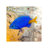 Indonesia LIVE STOCK Yellowtail Damselfish - (Chrysiptera parasema)