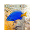 files/indonesia-live-stock-yellowtail-damselfish-chrysiptera-parasema-40760318230758.jpg