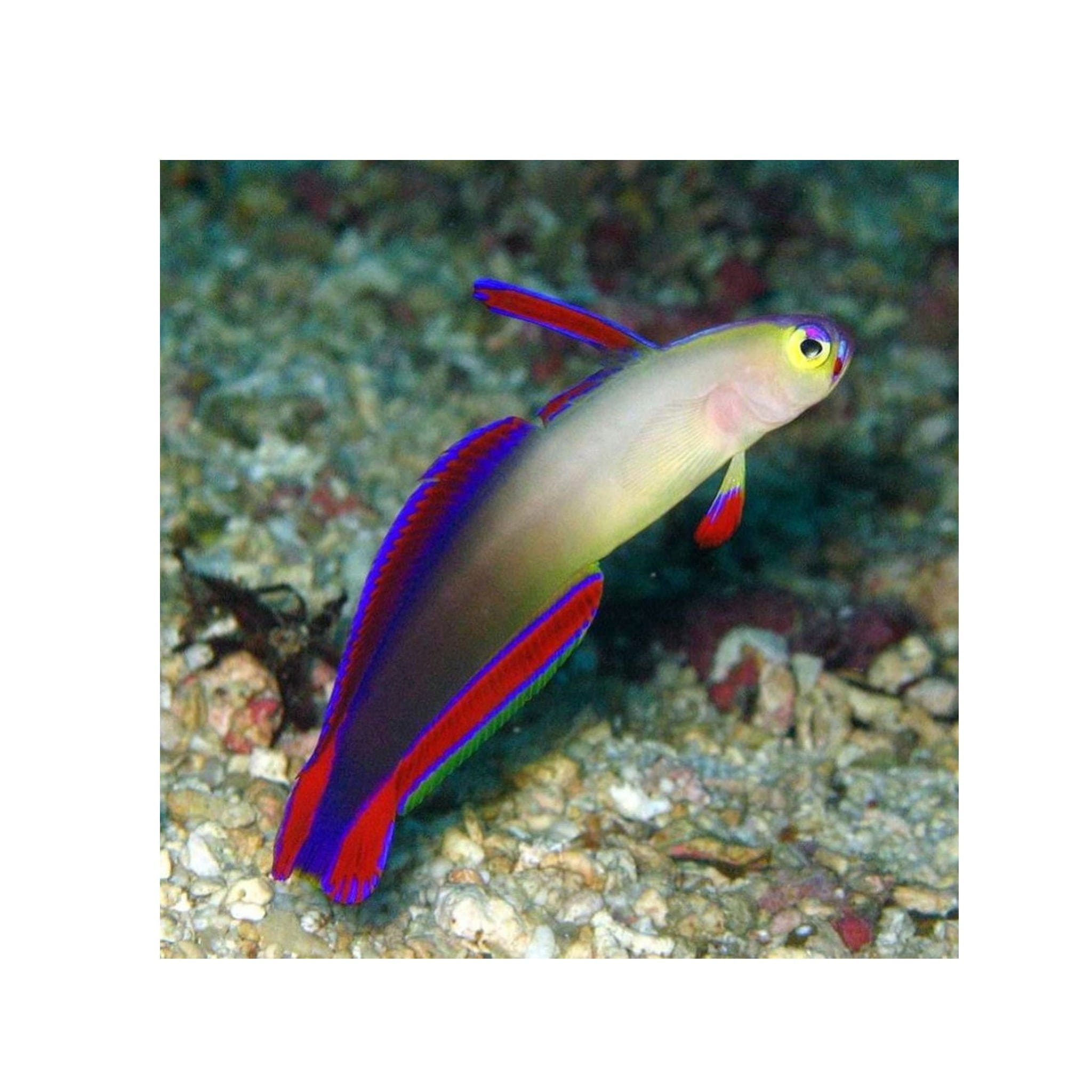 Lilac Fish Live Marine Fish – PetStore.ae