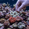 Ocean Nutrition Fish and Coral Food Ocean Nutrition Coral Pellets | Semi-Moist LPS & Ricordea Food