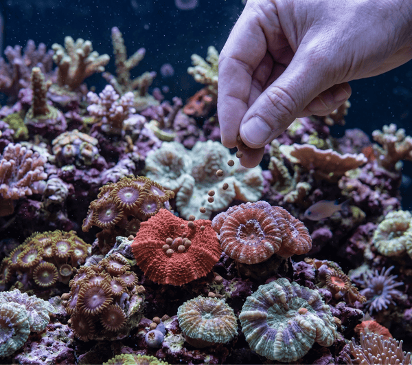 Ocean Nutrition Fish and Coral Food Ocean Nutrition Coral Pellets | Semi-Moist LPS & Ricordea Food