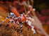 PetStore.ae Invertebrates Harlequin Shrimp