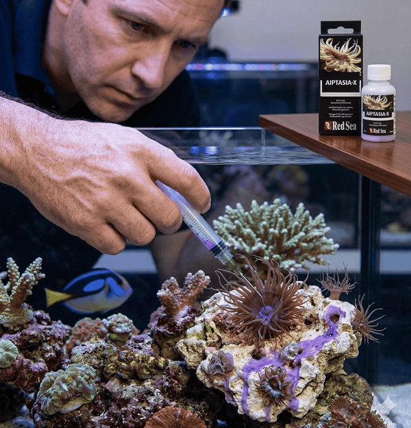 Red Sea Aquatics Red Sea Aiptasia-X Treatment Kit | Reef-Safe Pest Control