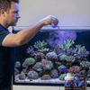 Red Sea Aquatics Red Sea Trace-Colors D | Bioactive Elements for Blue & Purple Corals