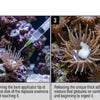 Red Sea Aquatics RedSea - Aiptasia-X Treatment Kit