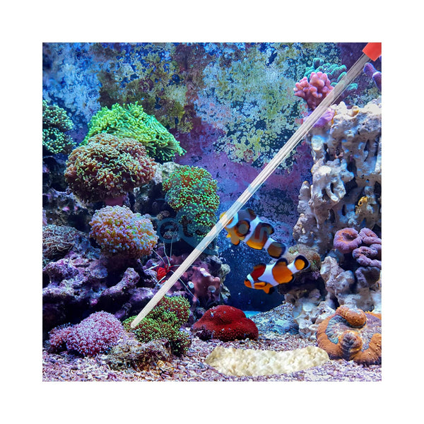 Red Starfish Aquarium Accessories / Fish Feeders Red Starfish Precision Acrylic Coral Feeding Tube – Extendable LPS & SPS Feeder