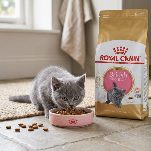 Royal Canin pets Royal Canin British Shorthair Kitten – Precision Breed Nutrition