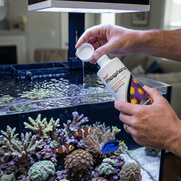 Seachem Additives & Supplements Seachem Reef Phosphorus™ | Concentrated Phosphate Supplement