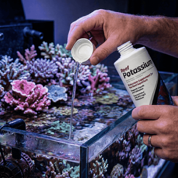 Seachem Additives & Supplements Seachem Reef Potassium™ | Concentrated 100,000 mg/L Supplement