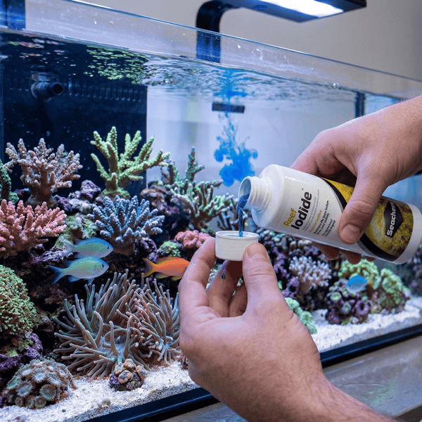 Seachem Aquatics 250ml Seachem Reef Iodide™ 250ml | Stabilized Potassium Iodide Supplement