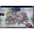 files/seachem-aquatics-seachem-clarity-250ml-ultimate-water-clarifier-for-all-tanks-1228193578.png
