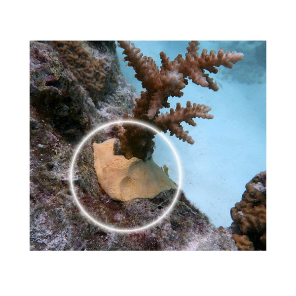Seachem Aquatics Seachem CoralCrete – Epoxy Putty for Corals & Aquascaping