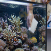 Seachem Aquatics Seachem DuoPad | Dual-Action Algae Pad for Glass & Acrylic