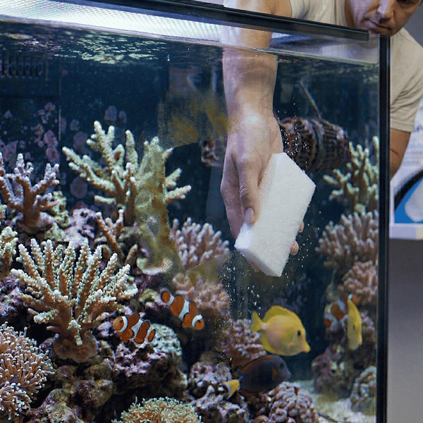 Seachem Aquatics Seachem DuoPad | Dual-Action Algae Pad for Glass & Acrylic