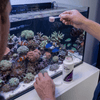 Seachem Aquatics Seachem Reef Buffer | High-pK pH 8.3 Stabilizer for Corals
