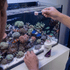 files/seachem-aquatics-seachem-reef-buffer-high-pk-ph-8-3-stabilizer-for-corals-1228246784.png