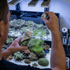 Seachem Food Seachem Reef Phytoplankton | 1-20 Micrometer Coral & Clam Food