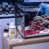 Triton Aquatics Triton CYA-NO | Natural Cyanobacteria Inhibitor for Reefs