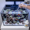Triton Aquatics Triton STN-X 100ml | Coral Tissue Rescue Treatment